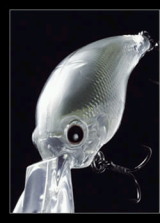 ボディデザイン