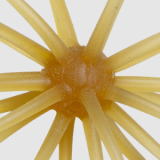 #263 クリリンキントキ