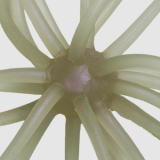 #267 クリアーワカサギ