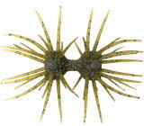 #S-14 グリーンパンプキンペッパー