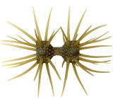 #S-83 クリアグリーンパンプキン