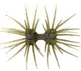 #S-248 イマエグリーンパンプキンペッパー