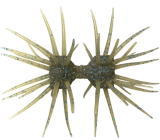 #S-258 イマエグリーンパンプキンブルーフレーク