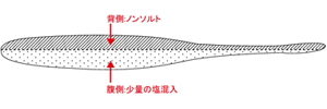 塩混入の断面イメージ